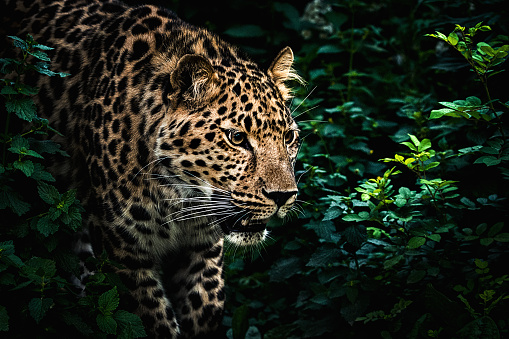 Close-up of hunting leopard. It is stalking the prey silently and stealthily in dense bush. Characteristic spotted pattern makes its invisible.
