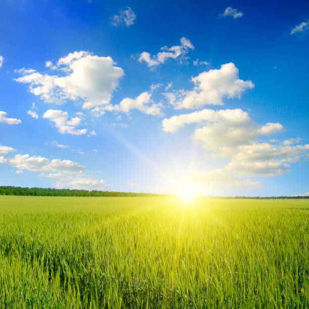 istock Green field, sunrise and blue sky. 1198291843