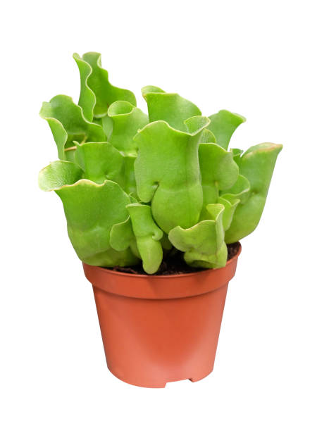 istock Sarracenia purpurea predatory plant 1198291980