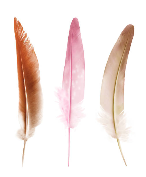 istock Beautiful color feathers isolated on white background 1198296148