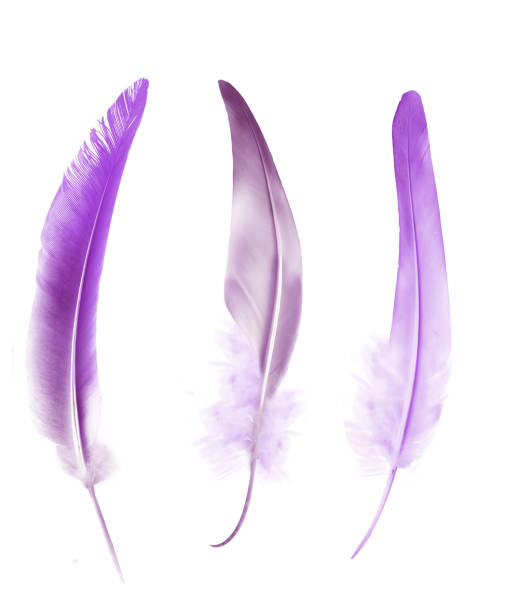 istock Beautiful color feathers isolated on white background 1198296149