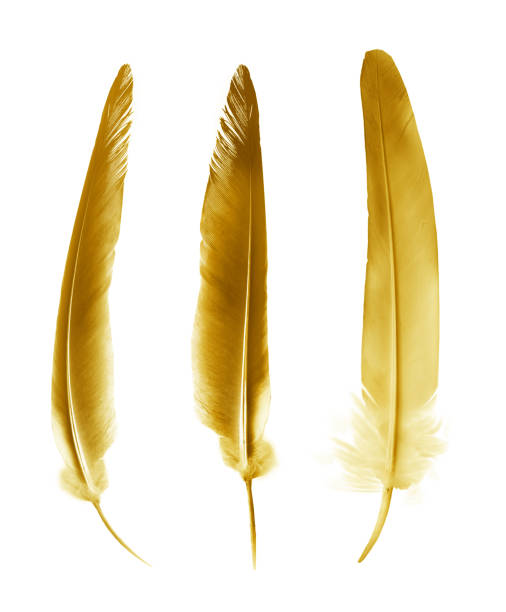 istock Beautiful color feathers isolated on white background 1198296154