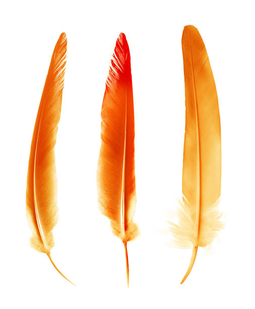 Beautiful color feathers isolated on white background