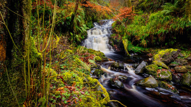 Waterfall Trail at Glenariff Forest Park, County Antrim. Hiking in Northern Ireland Cascades and waterfalls on a mountain stream or creek, between mossy rocks, in Glenariff Forest Park in autumn, County Antrim, Northern Ireland glenariff photos stock pictures, royalty-free photos & images