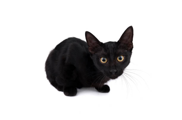 istock Black kitten isolated on white background 1198297175