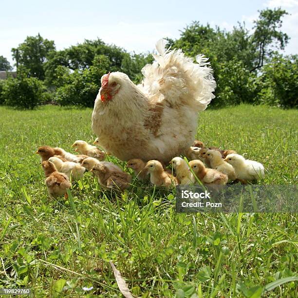 Las Gallinas Foto de stock y más banco de imágenes de Agricultura - Agricultura, Aire libre, Ala de animal