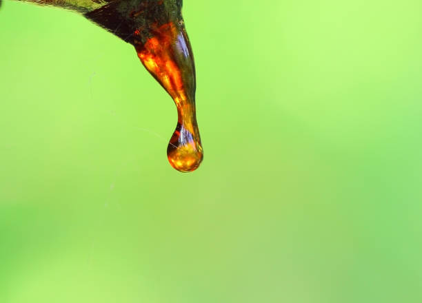 A macro closes up view of cherry resin drop with green background. stock photo