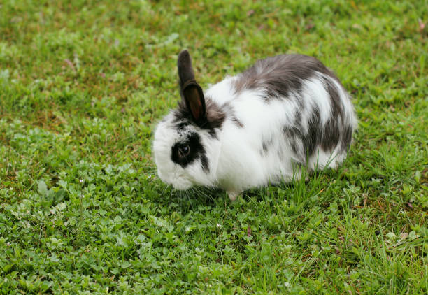 istock A black-white rabbit in eating green grass in the garden. 1198298518