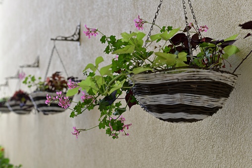 A pot with hanging wicker from the bars of a basket with flowers on the facade of the building along the wall.