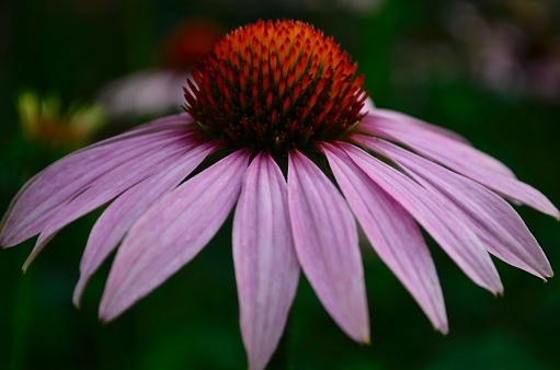 Soaked obliquely placed flower echinacea purple medicinal rain drops.
