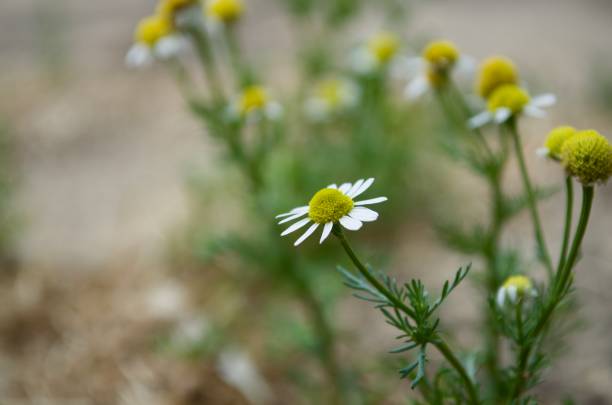 istock Pharmaceutical chamomile. The bush grows in its natural environment on the meadow. 1198298650