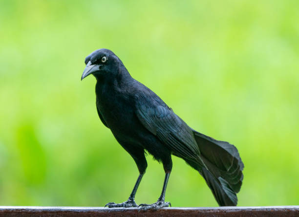 istock Carib grackle or Greater Antillean blackbird on green background 1198299525