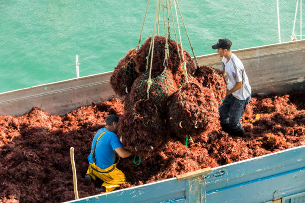 Seaweed fishery in Llanes, Spain Llanes, Spain, Two fishermen collecting red algae (Gelidium sesquipedale) used in cosmetics, on top of a boat in the port of Llanes, in Asturias seaweed farming stock pictures, royalty-free photos & images