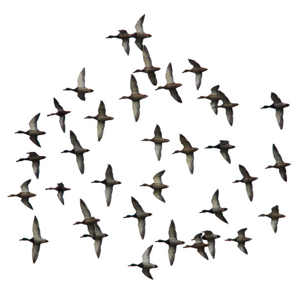 istock Cropped image of the ducks group in flying. 1198300698