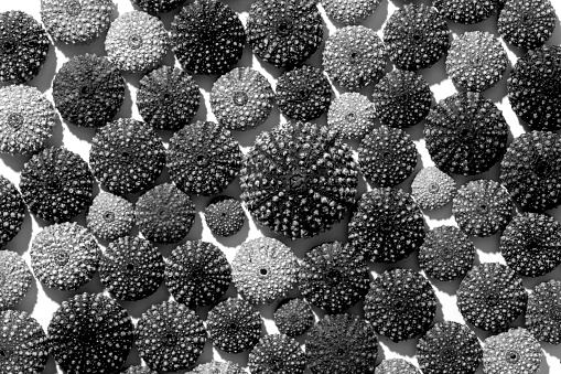 Sea urchins background design, black and white