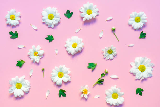 istock Floral composition. Pattern made from white Chrysanthemum flowers, green leaves, and white petals on pastel pink background. Flat lay, top view 1198302117