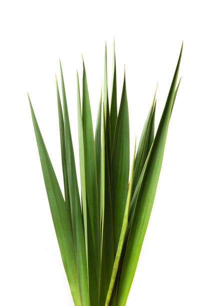 Palm leaves on white isolated background