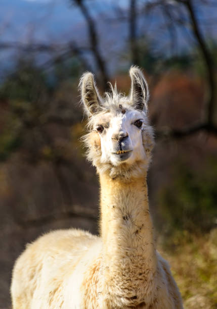 istock Adult White Alpaca 1198304731