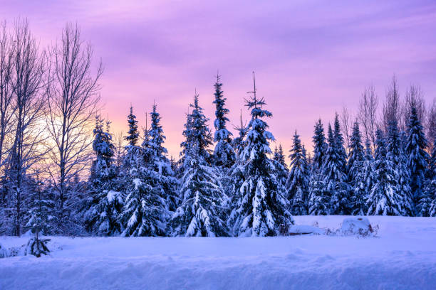 Winter snow covered trees at sunrise