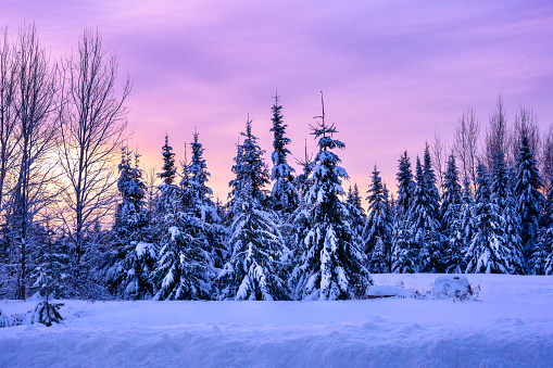 Horizontal landscape stunning purple pink sky over winter snow covered evergreen trees. Outside beauty.