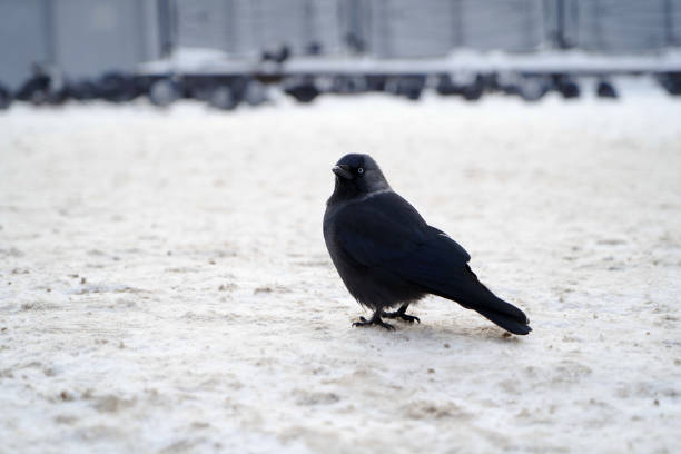 istock Western Jackdaw on winter snow. Black Jackdaw bird 1198304976