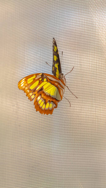 istock Vertical frame Beautiful butterfly with yellow black and brown wings against a window screen 1198305873