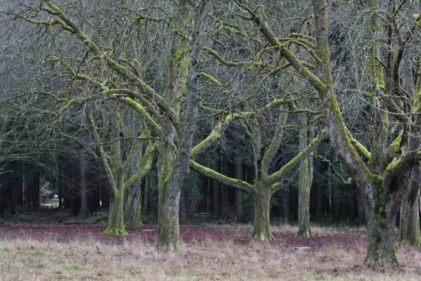 Photo of A winter walk in scary woods