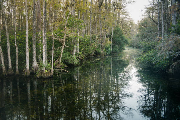 istock Everglades National Park 1198307094