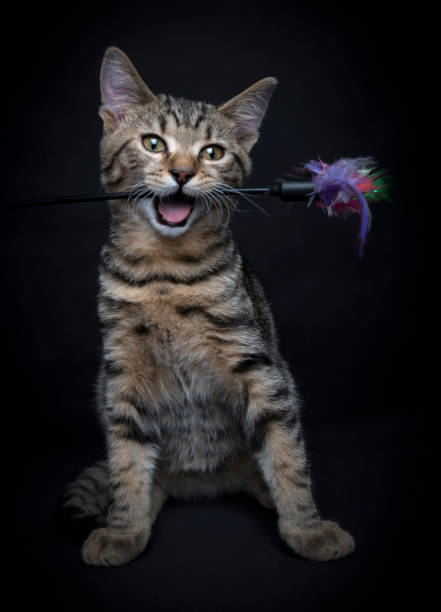 istock Playful funny kitten playing with toy 1198307298