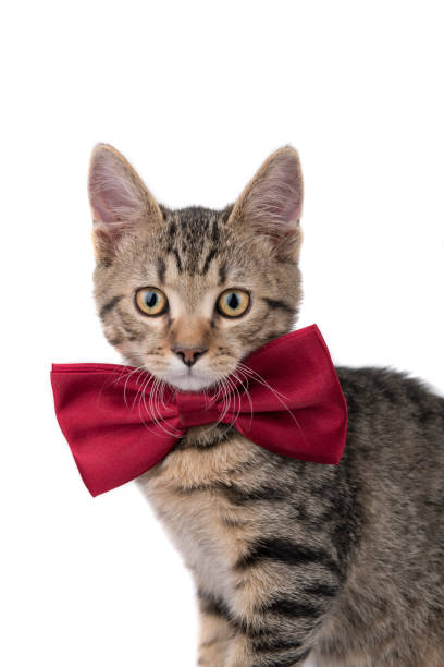 istock Adorable kitten with red bow 1198307299