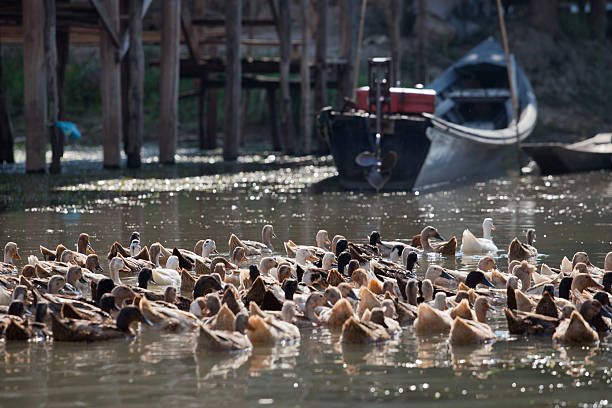 swimming ducks in Myanmar stock photo