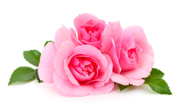 istock Beautiful pink roses. 1198307522