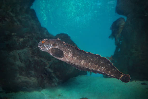 istock Warbonnet japonicus or fringed blenny or superintendent wreck fish 1198308354