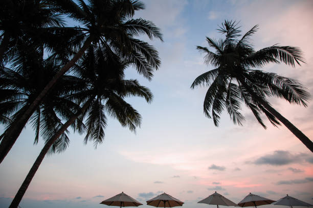 playa tropical con palmera al atardecer suave y sorprendente. - 12042 fotografías e imágenes de stock