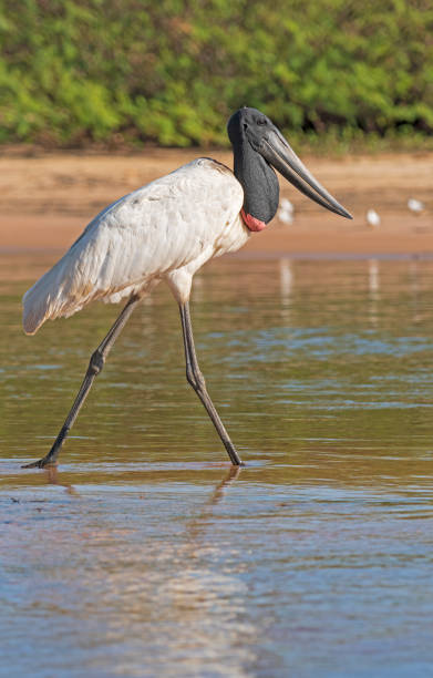 istock Jabiru Walking Through the River Shallows 1198309685