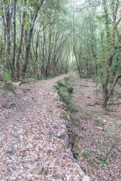 istock Secluded forest path following the old medieval route 1198309780