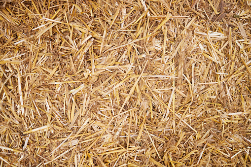 Haystacks in Pennsylvania farmland: rolled haystacks in a field opposite agro-industrial complexes