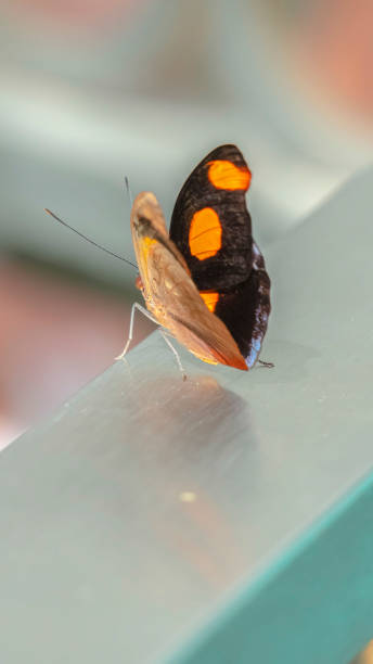 istock Vertical frame Focus on a small beautiful butterfly with bright yellow spots on its black wings 1198310691