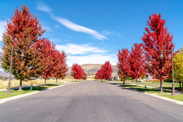 istock Street lined with vivid red maple trees in fall 1198311942