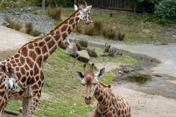 istock giraffe in the Zoo; giraffe eating grass 1198311993