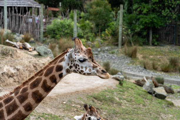 istock giraffe in the Zoo; giraffe eating grass 1198311994
