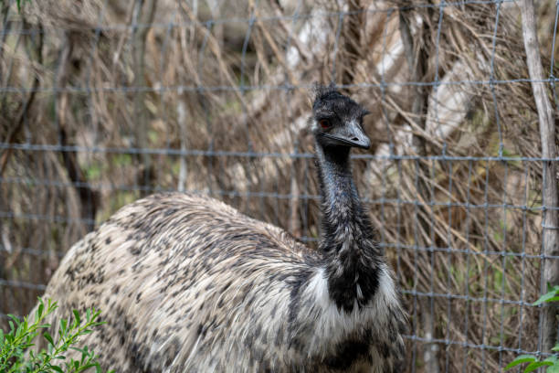 istock Wildlife Animal-Emu (Dromaius Novaehollandiae). 1198312025