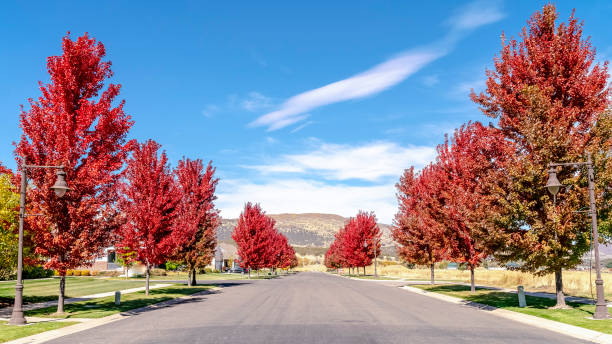 istock Panorama Street lined with vivid red maple trees in fall 1198314126