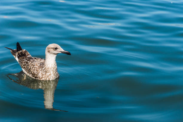 A duck swimming in the blue sea water