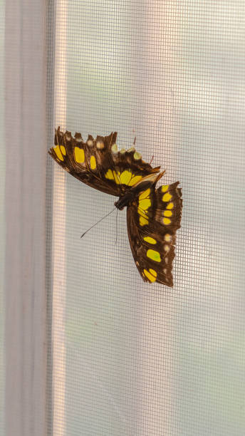 istock Vertical frame Close up view of a beautiful butterfly against a wire mesh window screen 1198317513