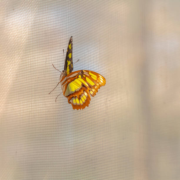 istock Square frame Beautiful butterfly with yellow black and brown wings against a window screen 1198317622