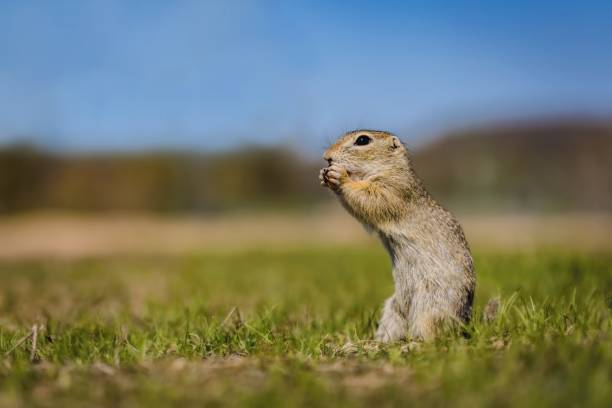 istock Hungry brown European ground squirrel 1198318397