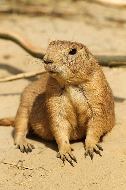 istock Prairie dog laying on the ground 119831888