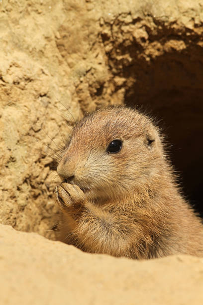 istock Baby prairie dog eating 119831927