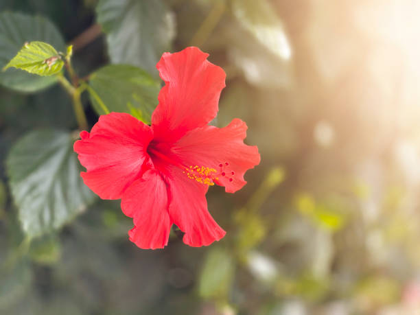 istock Red Hibiscus Flower 1198319512